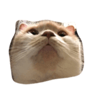 猫ねこcat（個別スタンプ：4）