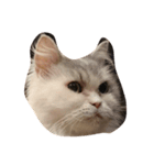 猫ねこcat（個別スタンプ：5）