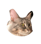 猫ねこcat（個別スタンプ：6）