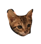 猫ねこcat（個別スタンプ：7）