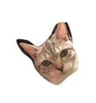 猫ねこcat（個別スタンプ：8）