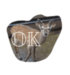 キリン(とヤギとシカ)（個別スタンプ：7）