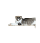ノルウェージャン 猫ねこ ベジくん（個別スタンプ：1）