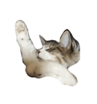 ノルウェージャン 猫ねこ ベジくん（個別スタンプ：6）