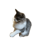 ノルウェージャン 猫ねこ ベジくん（個別スタンプ：8）