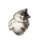 ノルウェージャン 猫ねこ ベジくん（個別スタンプ：9）