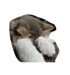 ノルウェージャン 猫ねこ ベジくん（個別スタンプ：10）