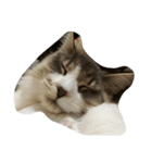ノルウェージャン 猫ねこ ベジくん（個別スタンプ：11）