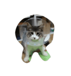 ノルウェージャン 猫ねこ ベジくん（個別スタンプ：12）