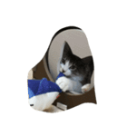 ノルウェージャン 猫ねこ ベジくん（個別スタンプ：13）