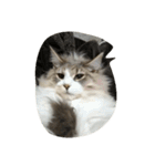 ノルウェージャン 猫ねこ ベジくん（個別スタンプ：16）