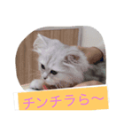 こにゃこたち（個別スタンプ：5）