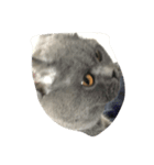 menma cat（個別スタンプ：1）