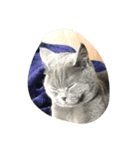 menma cat（個別スタンプ：3）