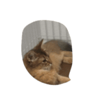 menma cat（個別スタンプ：4）