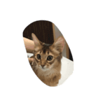 menma cat（個別スタンプ：5）