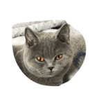 menma cat（個別スタンプ：6）