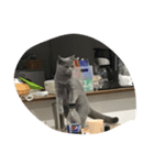 menma cat（個別スタンプ：7）