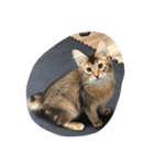 menma cat（個別スタンプ：8）