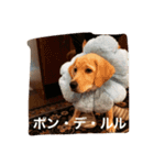 困り顔のラブラドール ルル。（個別スタンプ：2）