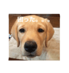 困り顔のラブラドール ルル。（個別スタンプ：4）