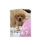 困り顔のラブラドール ルル。（個別スタンプ：6）