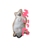 我が家のどうぶつたち（個別スタンプ：1）