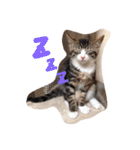 我が家のどうぶつたち（個別スタンプ：3）