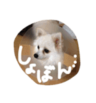 我が家のどうぶつたち（個別スタンプ：5）
