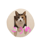 我が家のどうぶつたち（個別スタンプ：7）