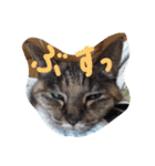我が家のどうぶつたち（個別スタンプ：11）
