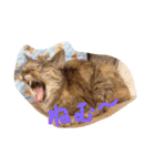 我が家のどうぶつたち（個別スタンプ：12）