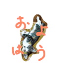 我が家のどうぶつたち（個別スタンプ：13）