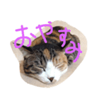 我が家のどうぶつたち（個別スタンプ：15）