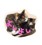 我が家のどうぶつたち（個別スタンプ：16）