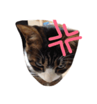 我が家のどうぶつたち（個別スタンプ：18）
