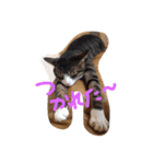 我が家のどうぶつたち（個別スタンプ：19）