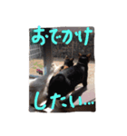 我が家のどうぶつたち（個別スタンプ：22）