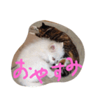 我が家のどうぶつたち（個別スタンプ：24）