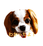 東さん家のキャバさん（個別スタンプ：2）