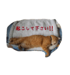 茶トラのナツくん（個別スタンプ：12）