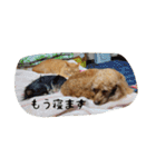 茶トラのナツくん（個別スタンプ：14）