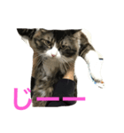 もふねこ ぴんた先輩の日常（個別スタンプ：1）
