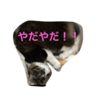 もふねこ ぴんた先輩の日常（個別スタンプ：3）