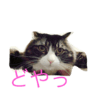 もふねこ ぴんた先輩の日常（個別スタンプ：4）