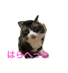 もふねこ ぴんた先輩の日常（個別スタンプ：5）