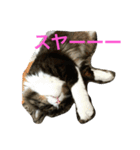 もふねこ ぴんた先輩の日常（個別スタンプ：6）