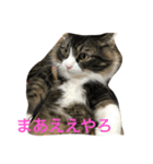 もふねこ ぴんた先輩の日常（個別スタンプ：7）
