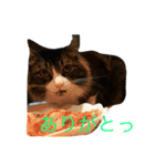 もふねこ ぴんた先輩の日常（個別スタンプ：8）