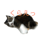 もふねこ ぴんた先輩の日常（個別スタンプ：9）